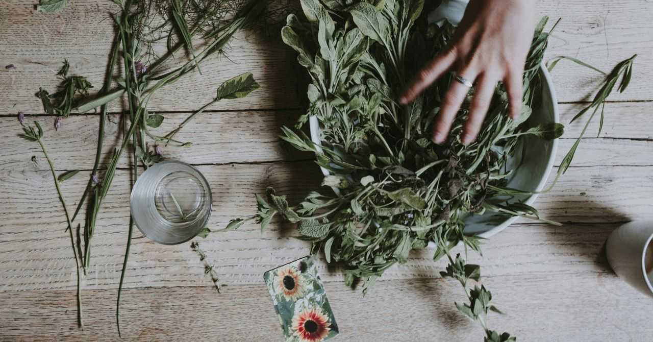 Herbal and Nutritive Harm Reduction: Holistic Support for Living Your Best Life
